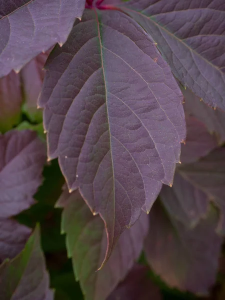 Detail Daun Menjalar Virginia Ungu Shades Musim Gugur Daun Warna — Stok Foto