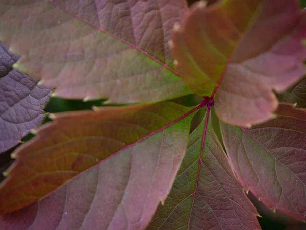 Detalj Röd Vinranka Blad Nyanser Bladen Höstfärger — Stockfoto