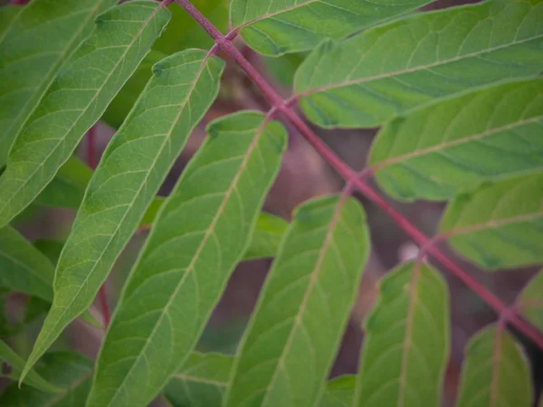 Cennet dal ağacının yakın çekim