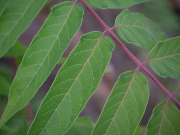 Tutup Dari Daun Ailanthus Altissima — Stok Foto