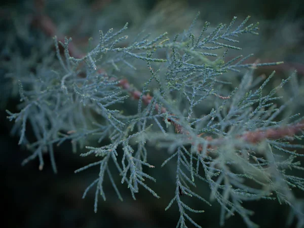 Branche Gris Bleu Arbre Sempervirent — Photo