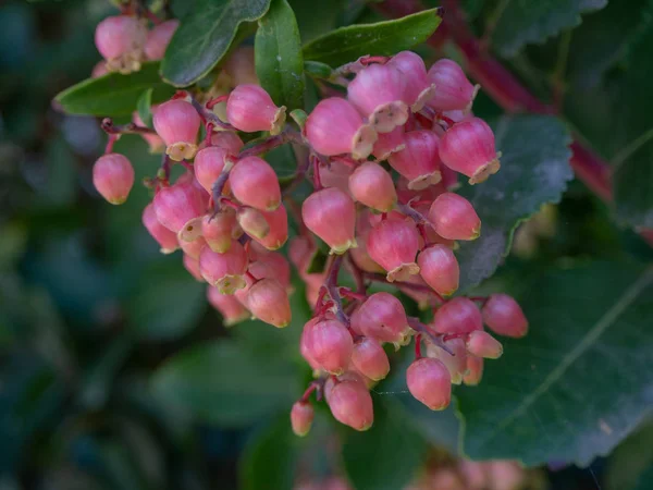 Çilek ağacı çiçek kümesi yakın çekim.
