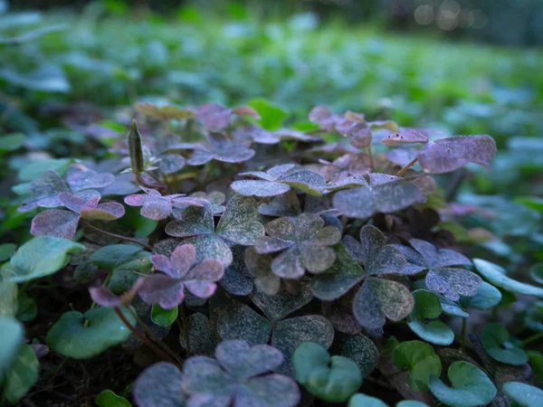 Parlak Pembe Yeşil Yonca Yaprakları Yakın Çekim — Stok fotoğraf