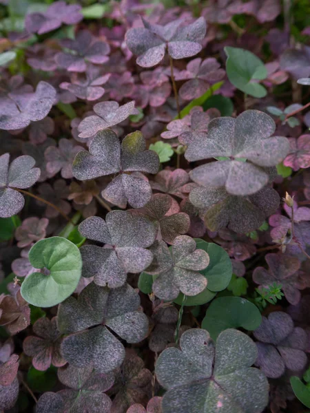 Dichondra Blätter Zwischen Rosa Kleeblättern Mit Kleinen Weißen Punkten Auf — Stockfoto