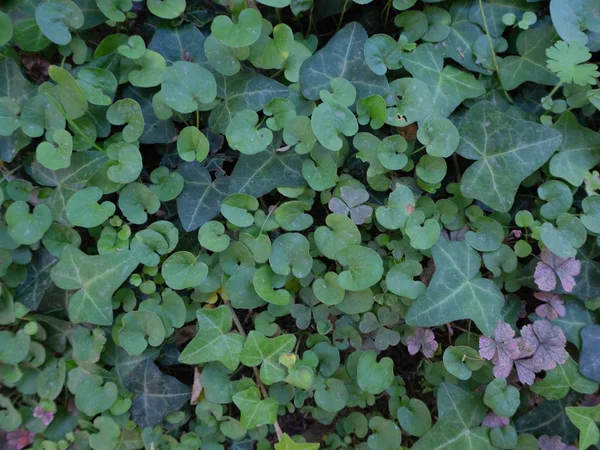 Fond Naturel Avec Feuilles Lierre Dichondra Trèfle Rose Mélangées Dans — Photo