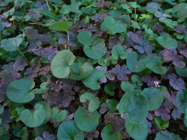 Çim arka plan pembe yonca ve dichondra yaprakların tam