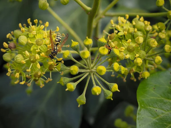 Arı Sarmaşık Çiçek Üzerinde Kapat Stok Resim