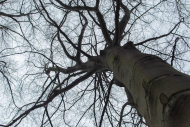 Çıplak ağaca aşağıdan