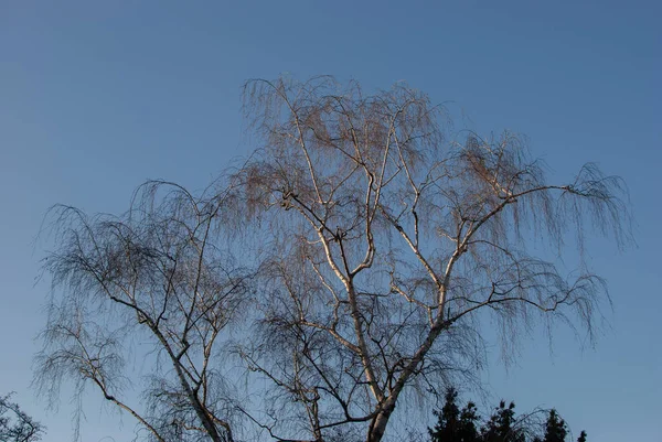 Mavi Gökyüzü Arka Plan Üzerinde Güneş Işığı Altında Çıplak Ağaca — Stok fotoğraf