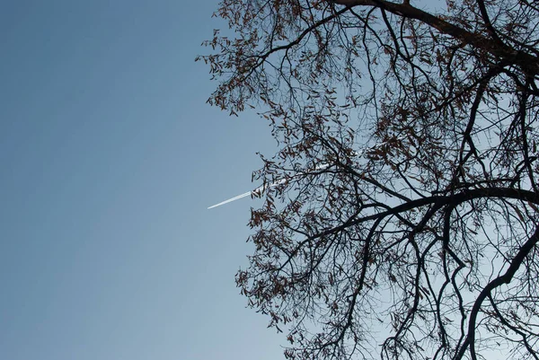 Contrail Przez Gołe Gałęzie Drzewa — Zdjęcie stockowe