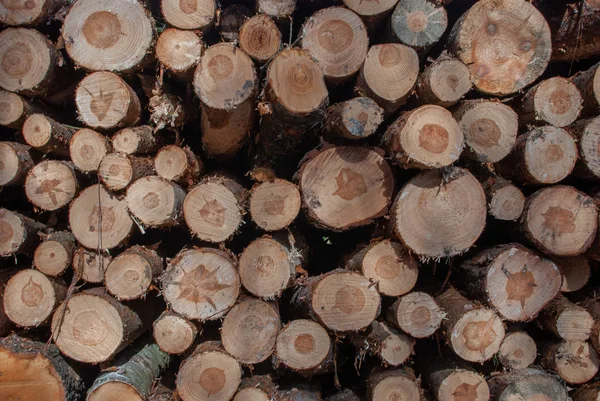 Woodpile ağaç günlüklerinin önden görünümü