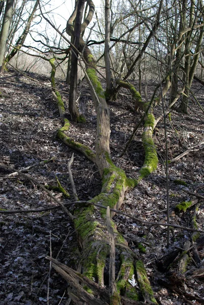 Toter Baum Wald Mit Moos Bedeckt — Stockfoto