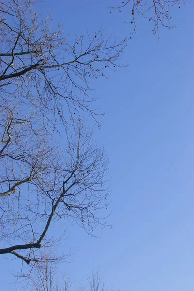 Kış doğa güneş ışığı altında