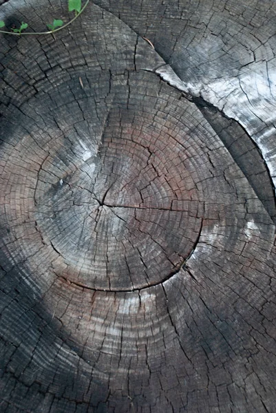 Growth rings of tree trunk