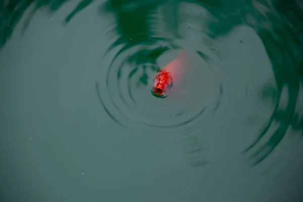 Der Goldfisch Taucht Aus Dem Teich Auf — Stockfoto