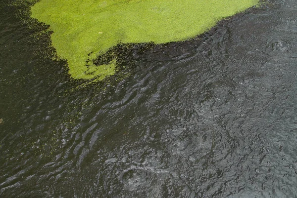 Ευτροφισμού Στην Επιφάνεια Του Νερού Ρύπανση Του Περιβάλλοντος — Φωτογραφία Αρχείου
