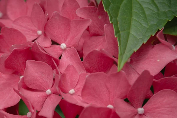 Close Pink Hydrangea Bloom — Stok Foto