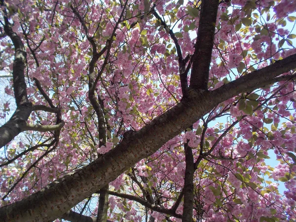 小さなピンクの花でいっぱい枝 — ストック写真