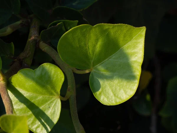 Ivy Minik Yaprakları Güneş Işığı Altında — Stok fotoğraf