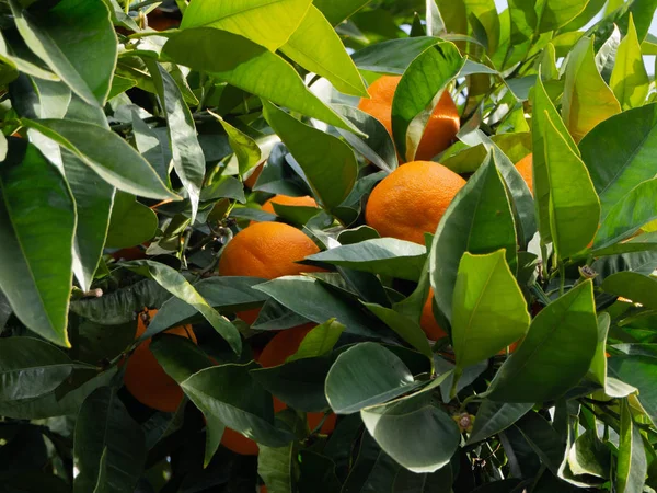 木の上のオレンジの束 — ストック写真