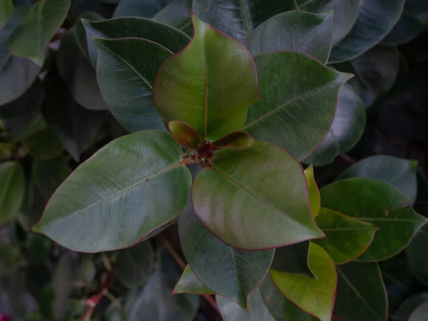 Close Bush Full Green Leaves Red Outline — Stok Foto