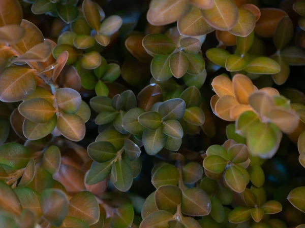 Arka plan küçük yaprakları tam farklı renk tonları ile