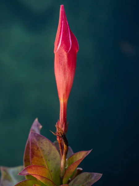 Brote Rojo Aislado Dipladenia — Foto de Stock