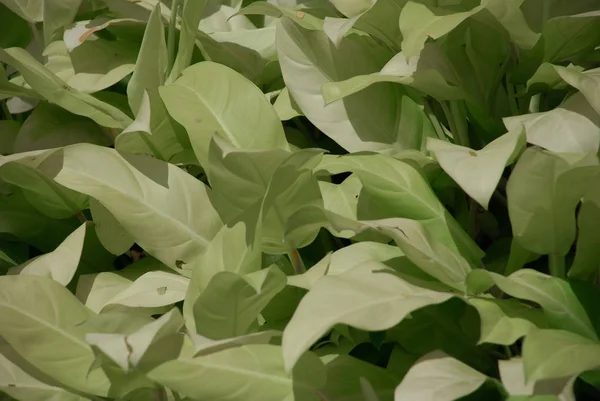 Latar belakang penuh daun hijau muda — Stok Foto