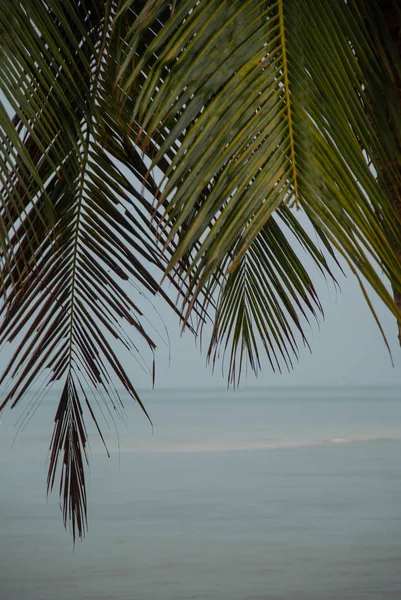 Palm leaves and sea on the background. Vertical background.