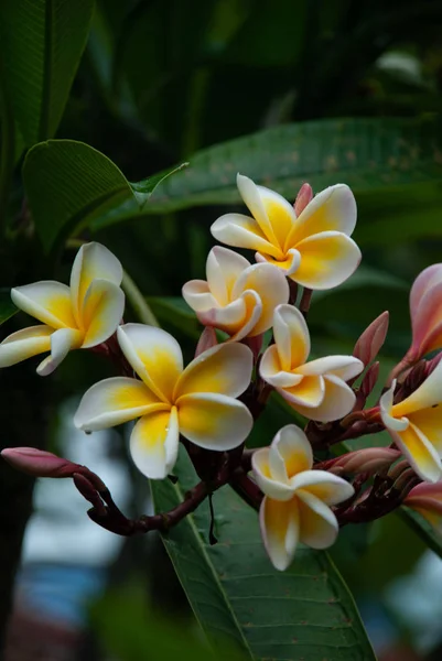 Plumeria biało -żółte kwiaty — Zdjęcie stockowe