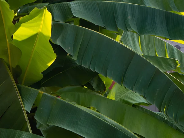 Sombras de verde sobre hojas de plátano bajo la luz del sol — Foto de Stock