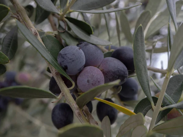 Aceitunas negras sobre olivo —  Fotos de Stock