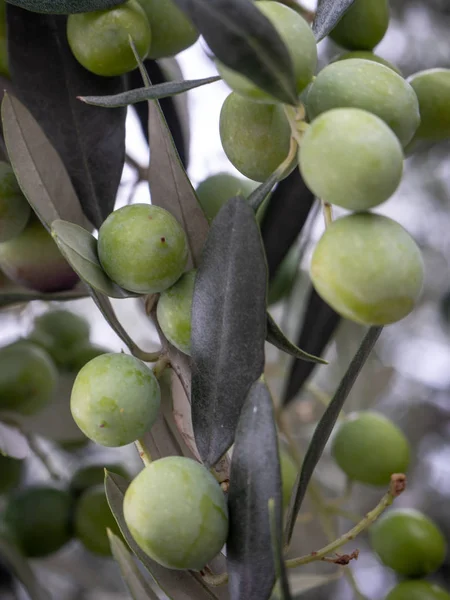 オリーブの木の枝にグリーン オリーブ — ストック写真