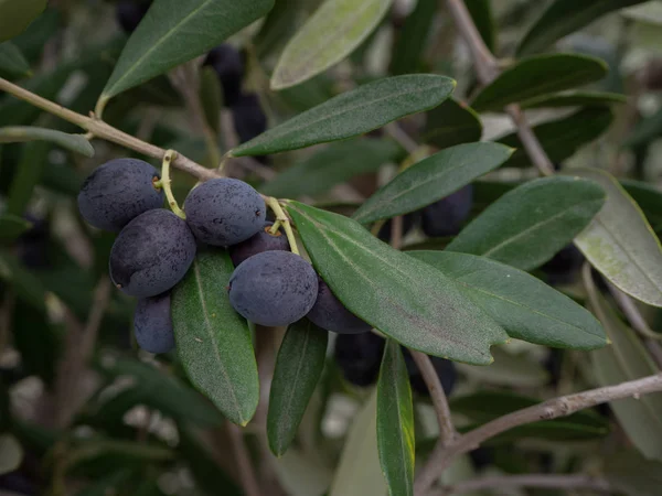 Black olives on the branch — Stock Photo, Image