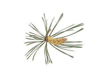 Beyaz arka plan üzerinde izole genç çam dalı