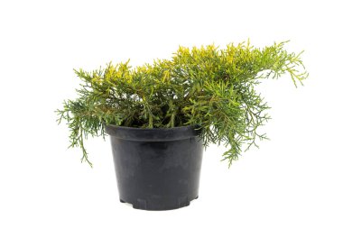 beyaz bir arka plan üzerinde plastik bir tencerede Mazı (bitki)