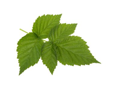 Beyaz arkaplanda ahududu yaprağı