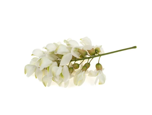 akasya izole üzerinde beyaz zemin çiçek