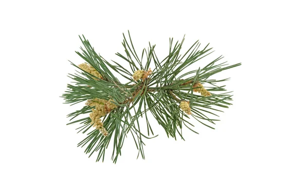 Beyaz arka plan üzerinde izole genç çam dalı