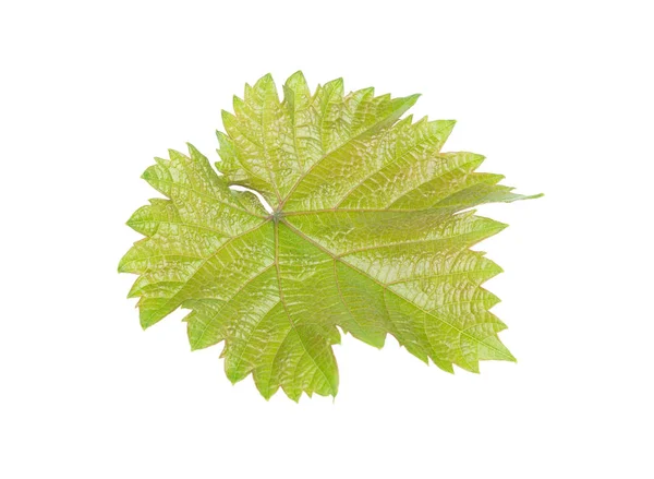 Green Juicy Grape Leaf Isolated White Background — Stock Photo, Image