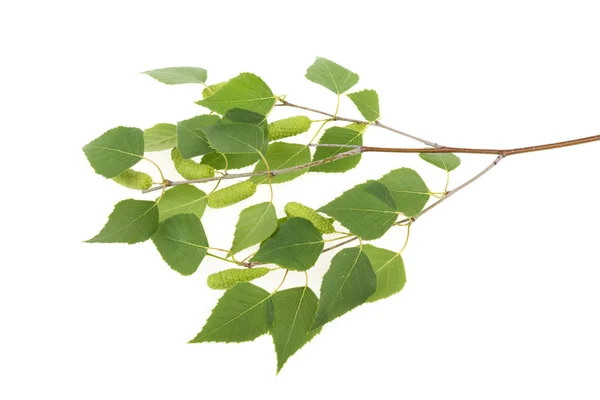 Branche Bouleau Avec Feuilles Reins Sur Fond Blanc — Photo