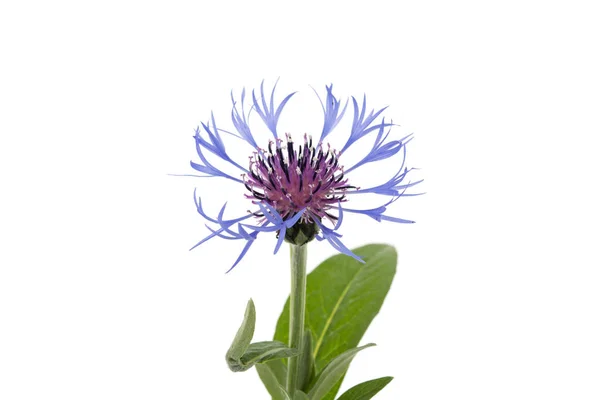 Flor Con Pétalos Afilados Sobre Fondo Blanco — Foto de Stock