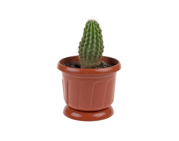 Cactus Una Pentola Plastica Fondo Bianco — Foto Stock