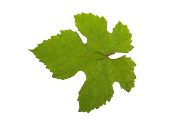 Beyaz arkaplanda üzüm yaprağı izole edildi