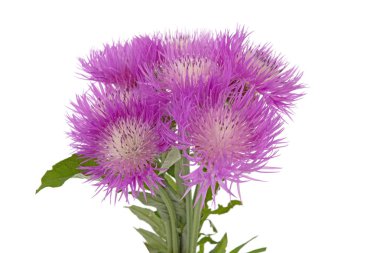 buket çayır çiçek beyaz arka plan üzerinde