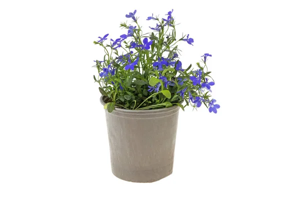 Plant Small Blue Flowers Planted Plastic Flower Pot White Background — Stock Photo, Image