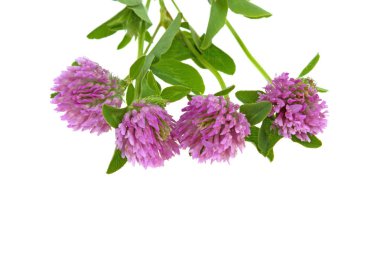 ot tıbbi yonca bitki beyaz arka plan üzerinde