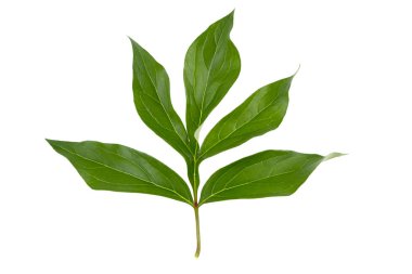 Şakayık Çiçeği beyaz bir arka plan üzerinde bırakır