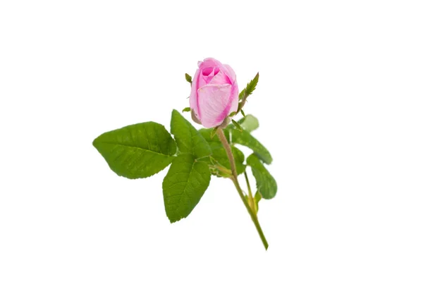 Rose Aux Feuilles Vertes Sur Fond Blanc — Photo