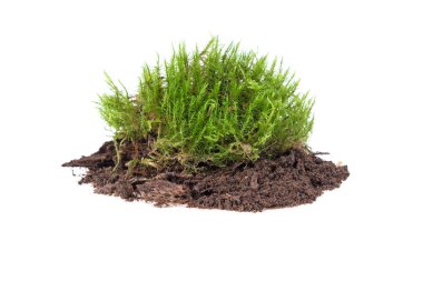 yerdeki beyaz zemin üzerine yeşil yosun